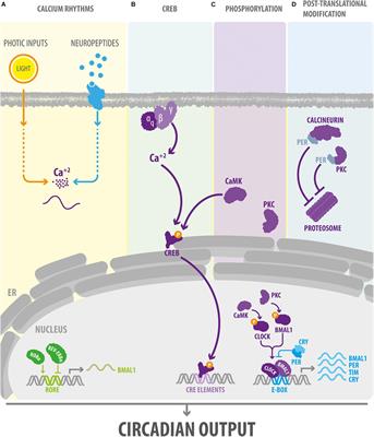 Reciprocal Relationship Between Calcium Signaling and Circadian Clocks: Implications for Calcium Homeostasis, Clock Function, and Therapeutics